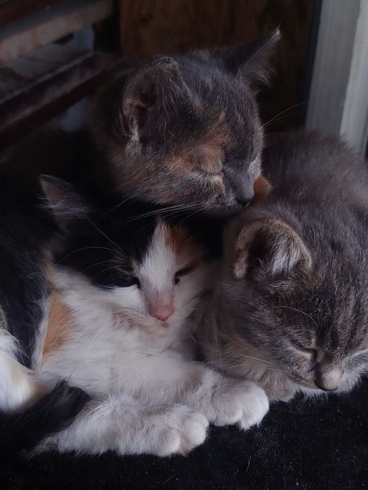 Кошенята в добрі руки