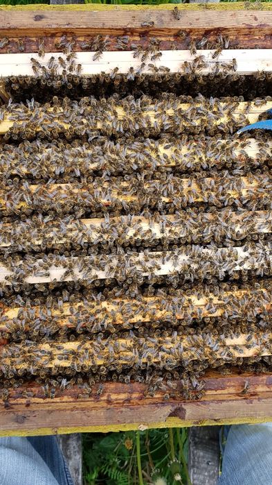 Sprzedam odkłady Pszczele Wielkopolske