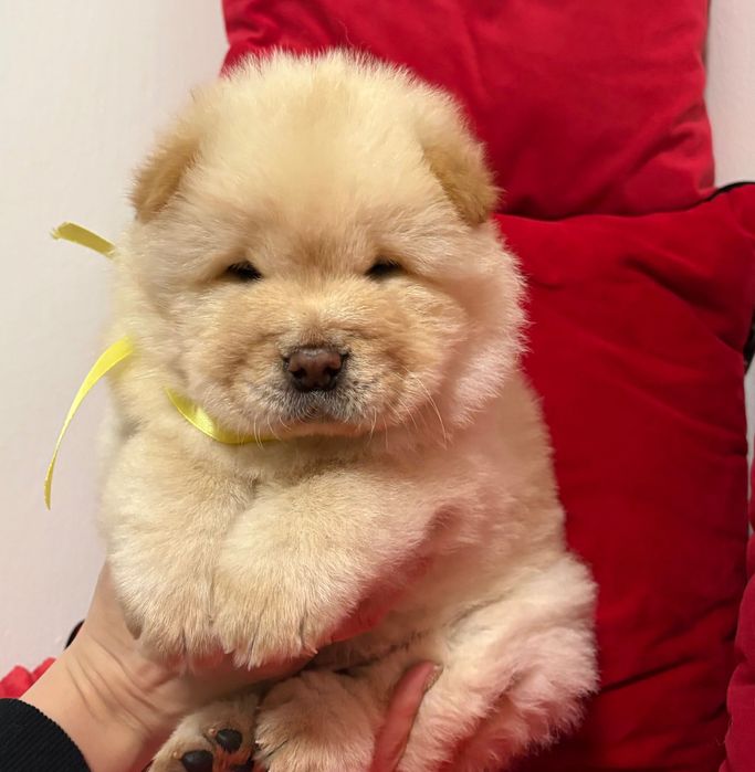 Sprzedam szczeniaka Chow Chow