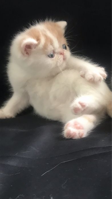 Самые красивые котята экзотиики.