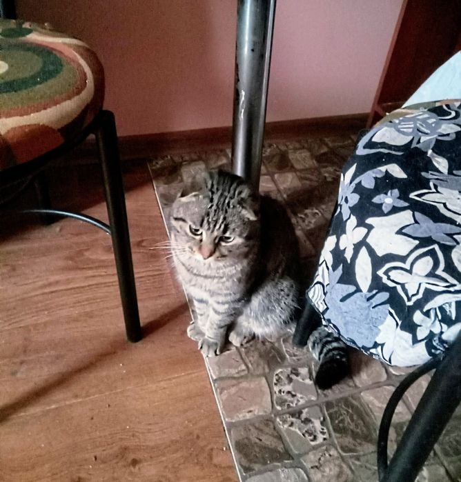 Шотландский вислоухий котик, метис, 1год. В частный дом. В добрые руки