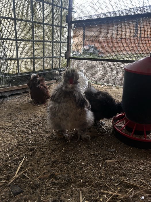 Kogut silka z tego roku