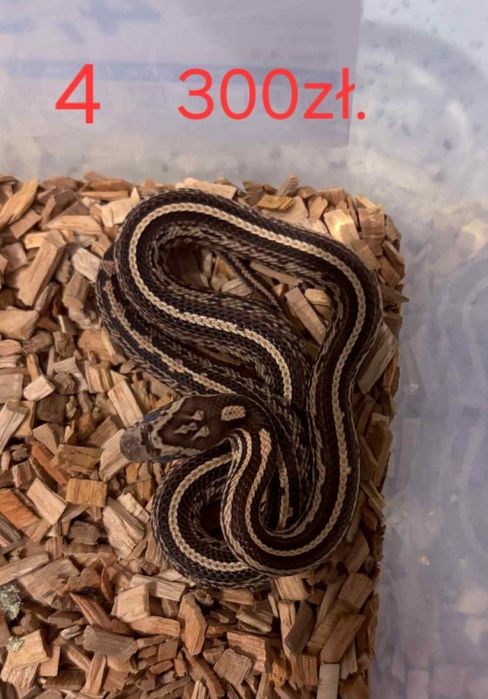 Weze zbozowe (hybrydy)