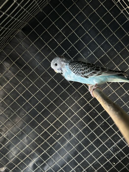 Vendo varias aves