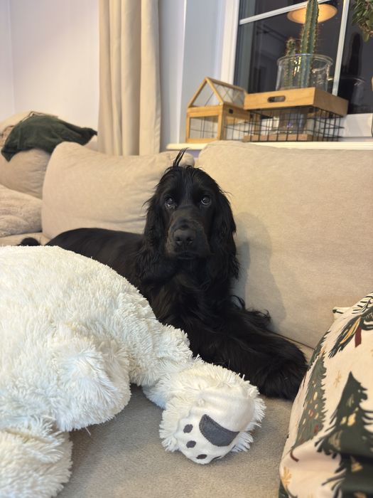 LUSIA Cocker Spaniel Angielski suczka REZERWACJA