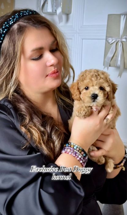 Цуценята мальтіпу ф1.  Шикарні VIP міні мальтіпу 3  міс. Мальтіпу