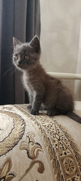 Котик британець .