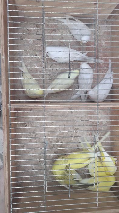 Vendo lote de 11 periquitos