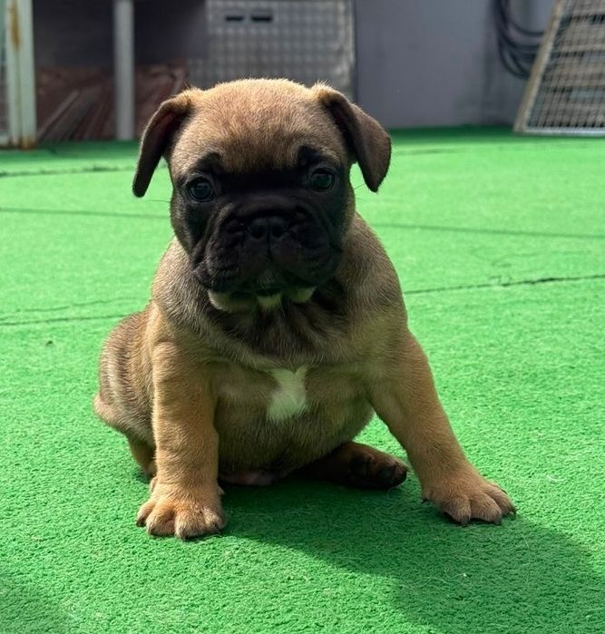 Bulldog francês macho fawn