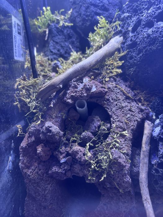 Paludarium z wodospadem i mieszkańcami