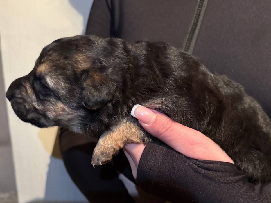 Продаются щенки — немецкой овчарки метисы