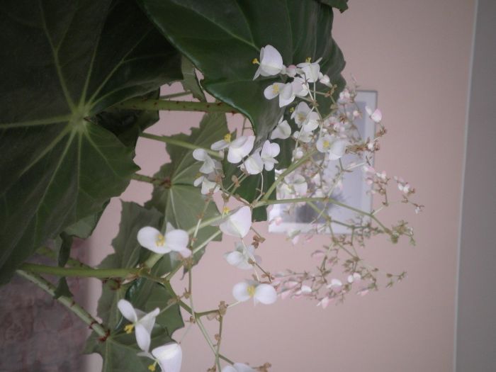 Sprzedam kwiat doniczkowy pokojowy