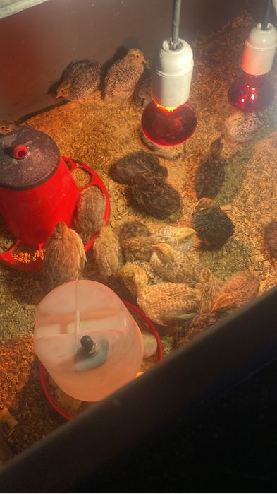 Codornizes de boa qualidade