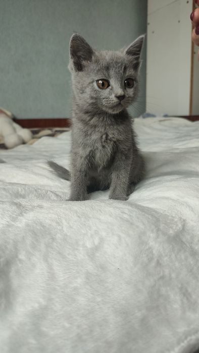 Британські котики