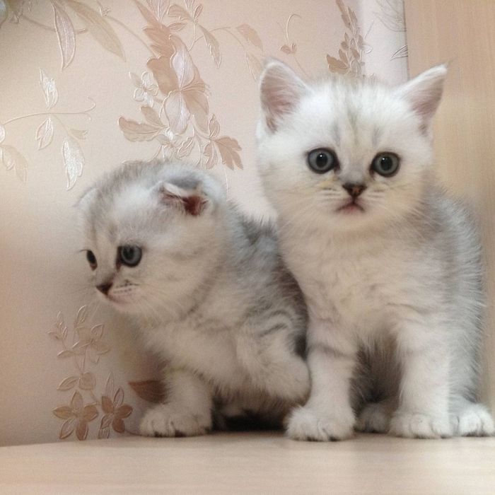 Шиншиллы страйтики  породистые  шотландские котята