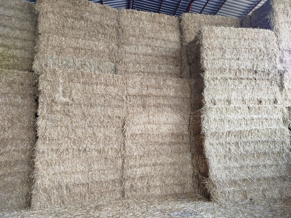 Słoma 2025 sucha z wiaty duża kostka transport