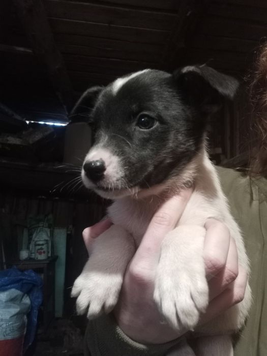 Цуценя Маршал 2,5 мес небольшой