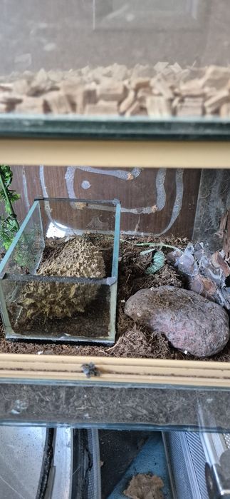 Terrarium dla pająków