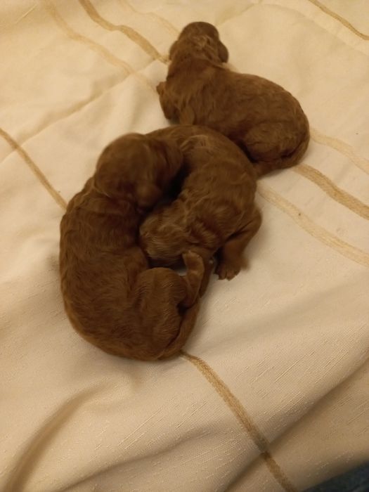 Suczka pudel mini / toy Red brown