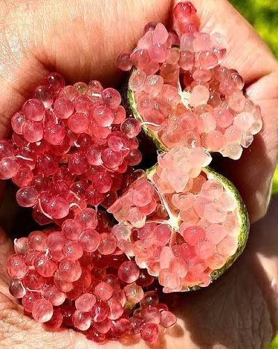 Caviar Sanguíneo
