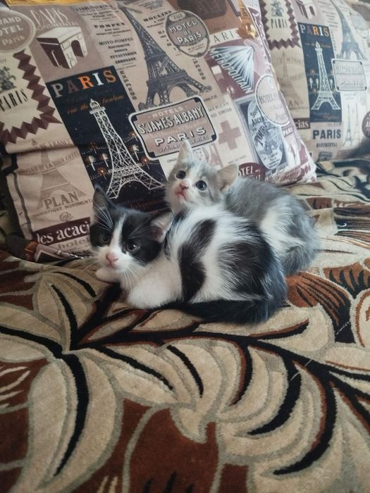 Котята в добрі руки