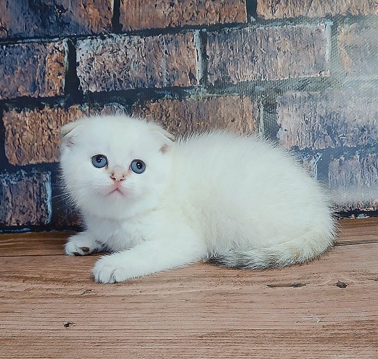 Котик шиншила колор-поінт