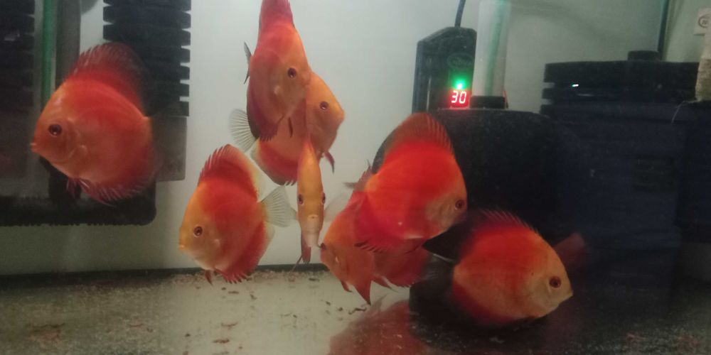 GB Dyskowce SOLID RED 7cm