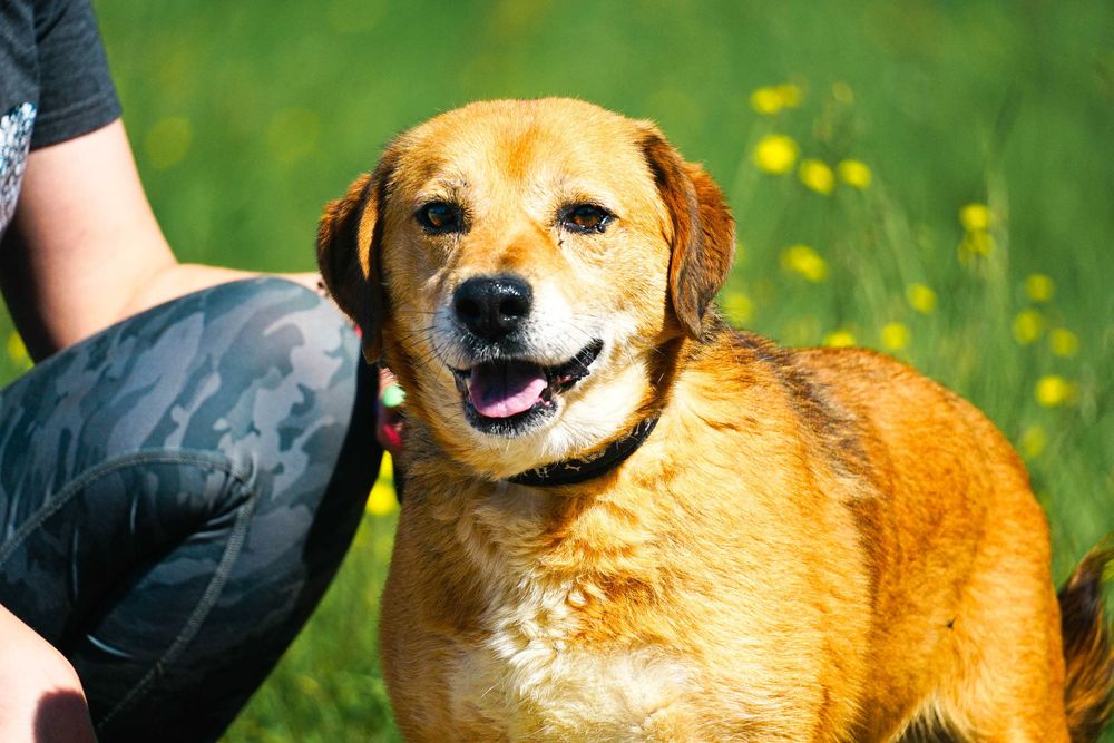 BUBUŚ - cudowny psiak prosi o dom