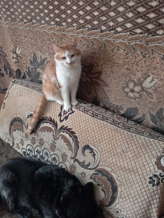 Шикарний котик в люблячу родину