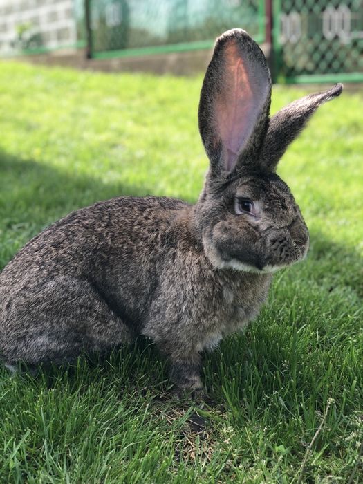 Кролики  самки,  самці та молодняк!