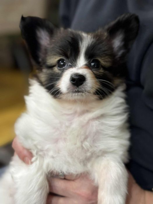 Suczka papilon spaniel kontynentalny pies