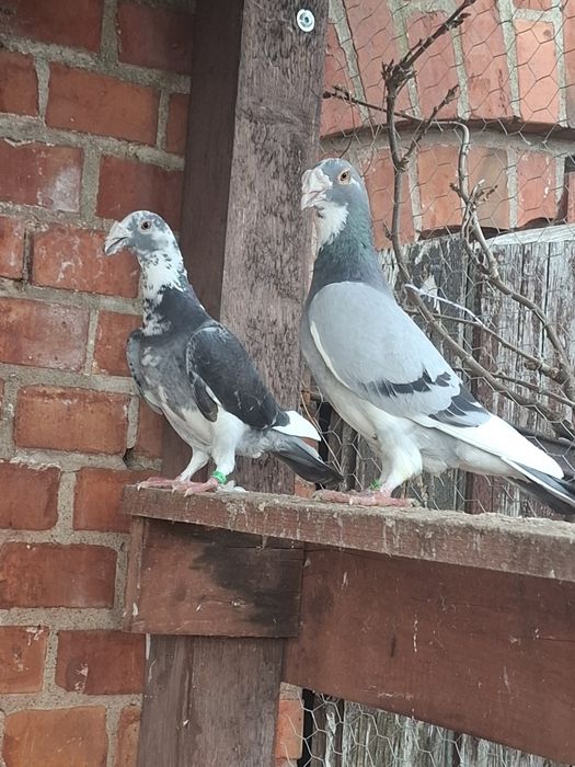 Gołębie staropolskie