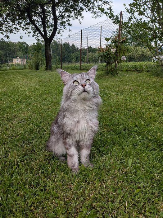 Gracja z de Sueno*PL kotka Czarna dymna Maine Coon FPL