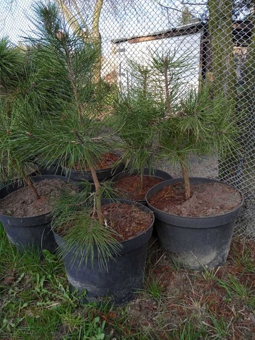 sosna , choinka sosna do posadzenia