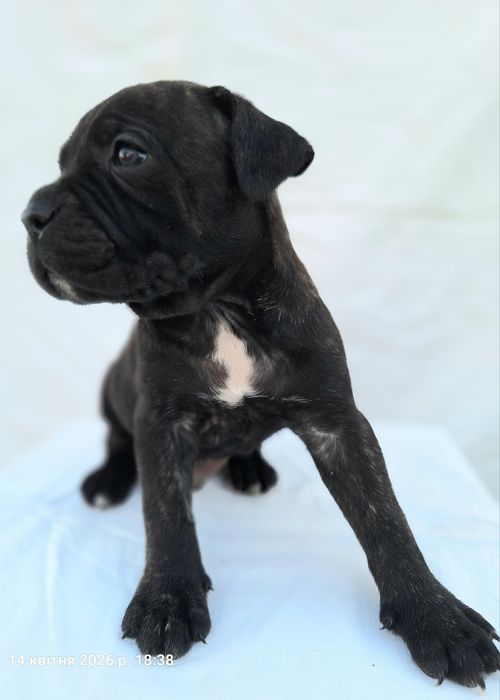 Продам цуценят кане корсо