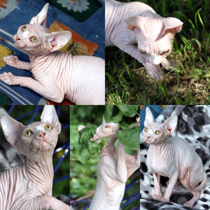 Королевские котята