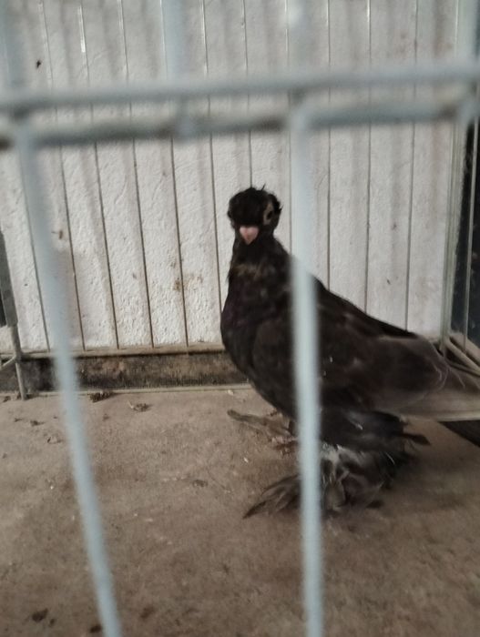 Wywrotek mazurski samica kawowa