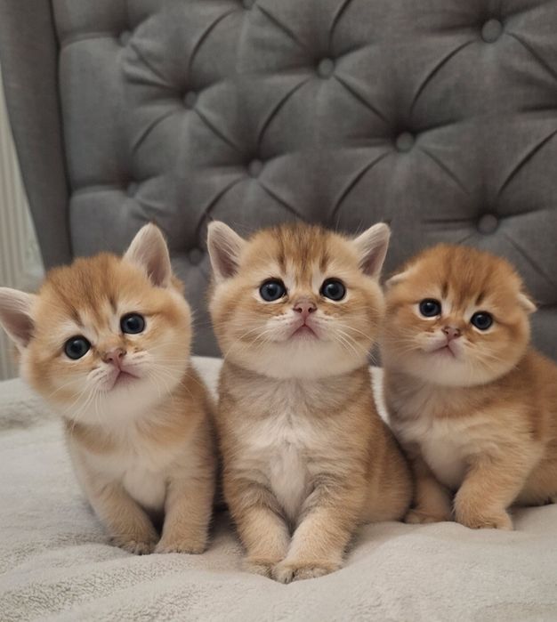 Вязка котів золота шиншила