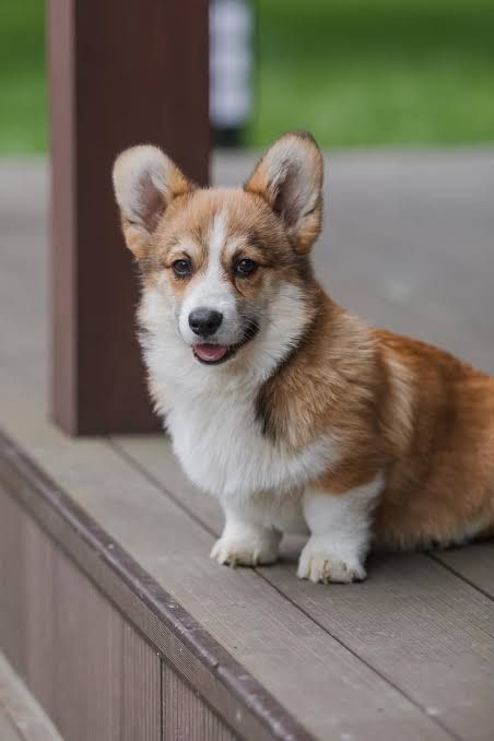 Хлопчик коргі шукає родину