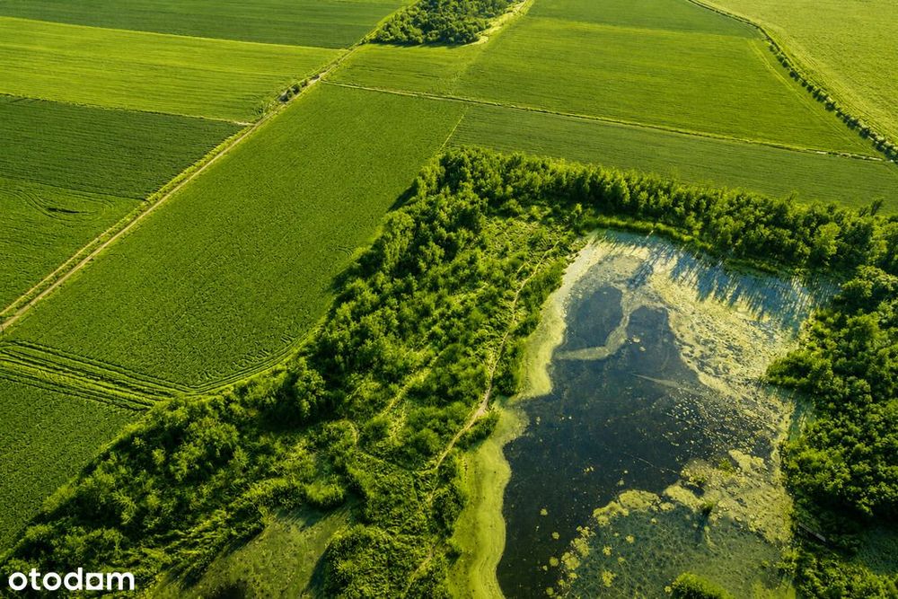 Na sprzedaż grunty rolne–Lenartowice gmina Pleszew