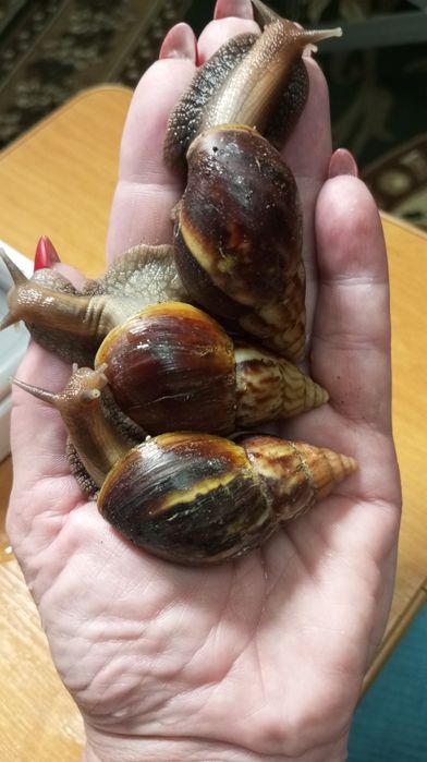 Ахатина Фуліка стандарт