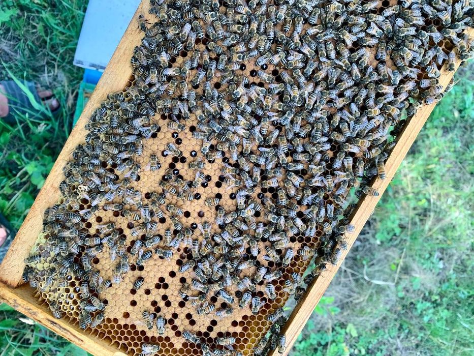 Відводки бджолині