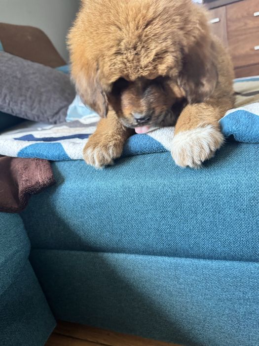 Mastif tybetański FCI