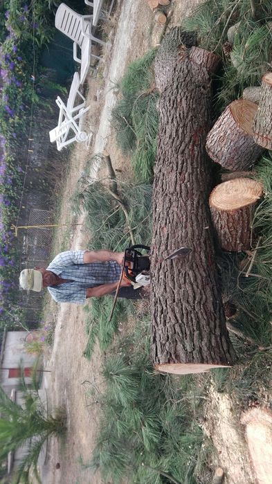 Limpeza corte e abate