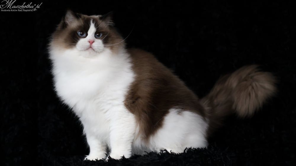 Utytułowany Reproduktor Ragdoll - krycie