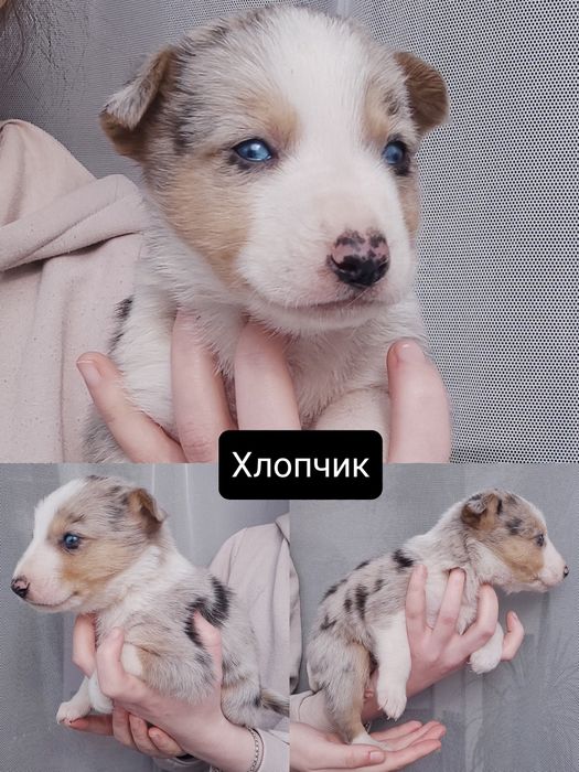 Цуценята мраморного кольору від Хаскі