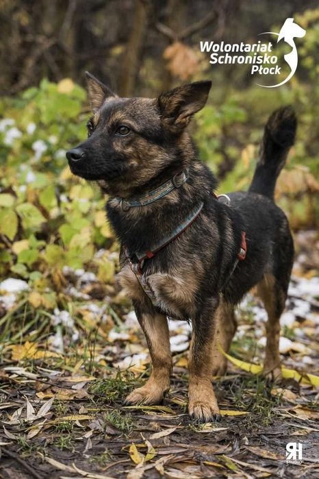 Malutki Karolek szuka domu!