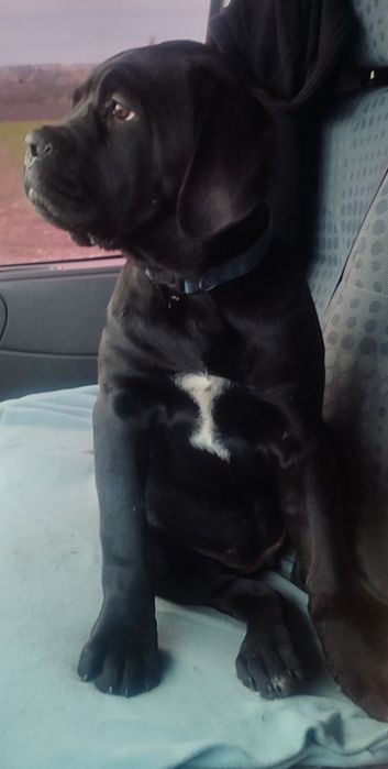 Цуценята Кане Корсо