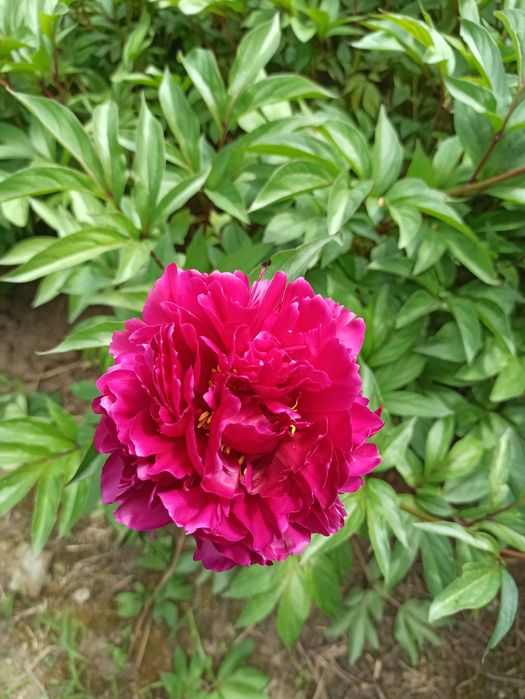 Peonie, Piwonie kłącza