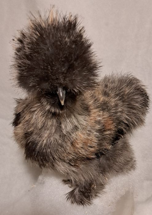 Sprzedam młode  Koguty